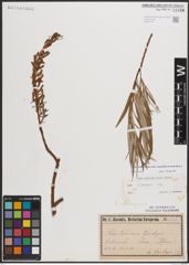 Foto von Salix eleagnos subsp. angustifolia (Cariot) Rech. f.